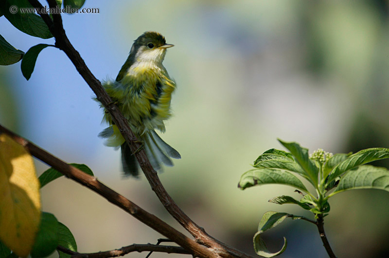 large-billed-flycatcher-1.jpg