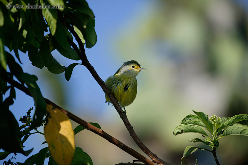 large-billed-flycatcher-2.jpg