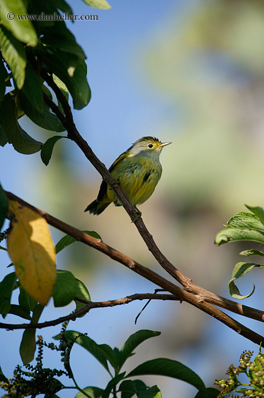 large-billed-flycatcher-3.jpg