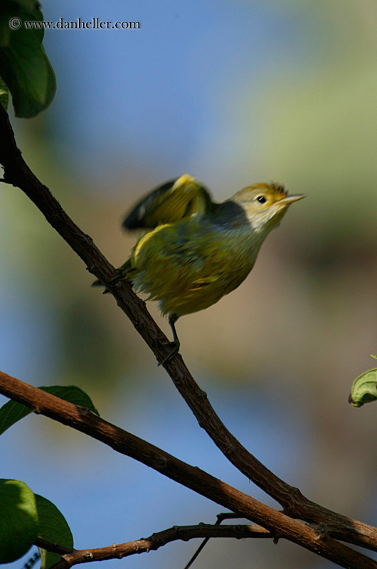 large-billed-flycatcher-4.jpg