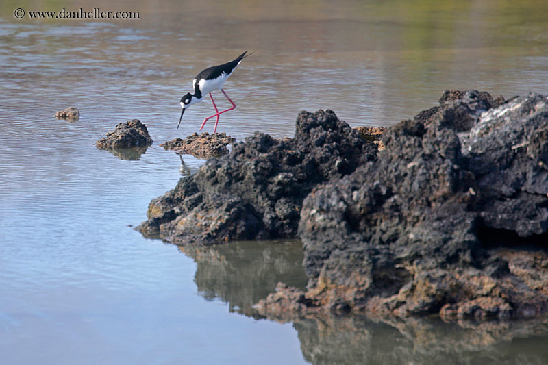 red-legged-stilt-01.jpg