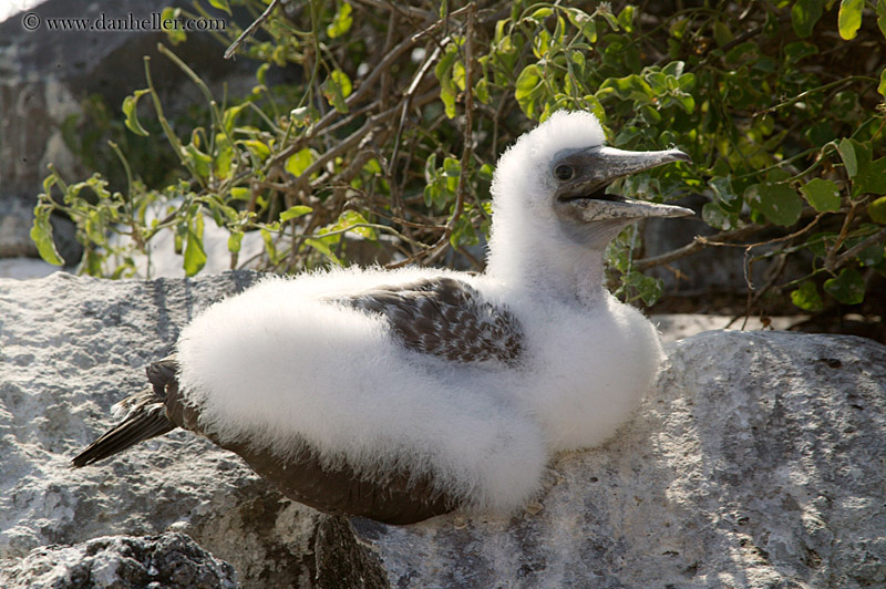 baby-nazca-booby-02.jpg