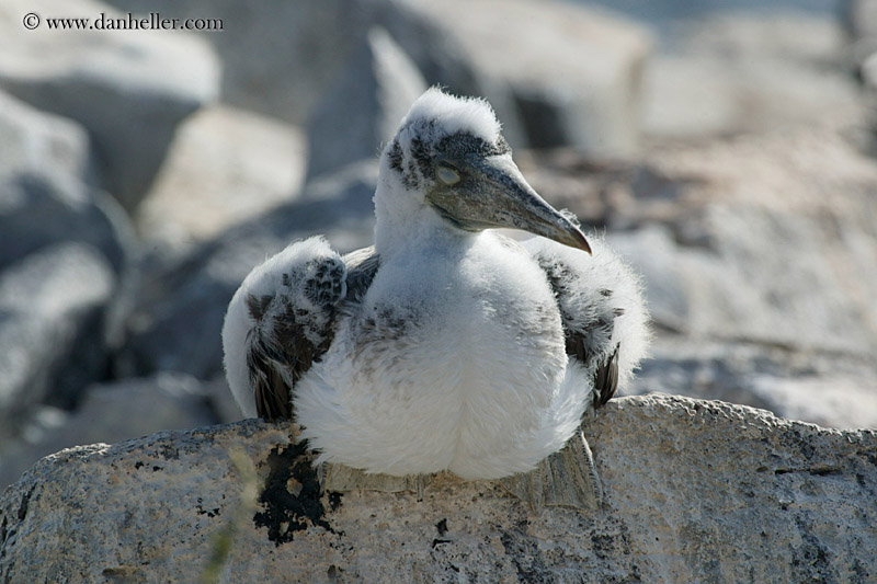 baby-nazca-booby-03.jpg