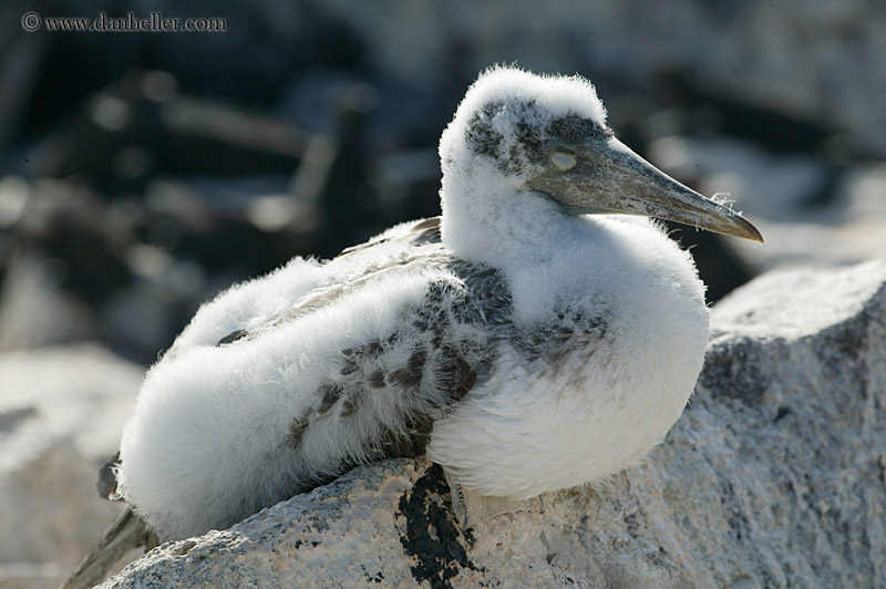 baby-nazca-booby-04.jpg