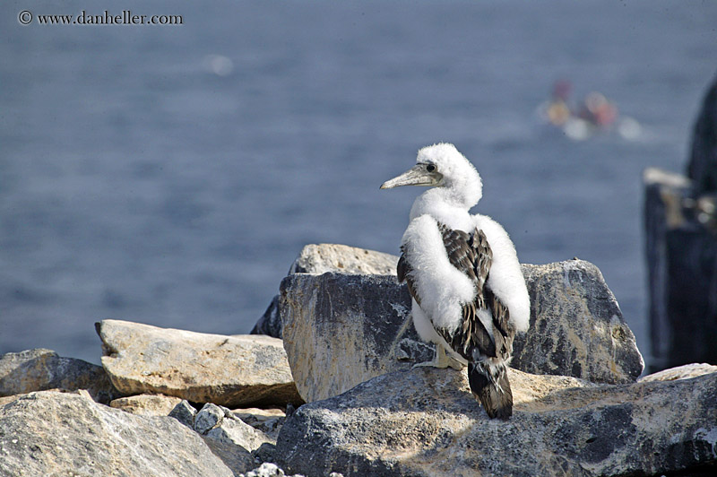 baby-nazca-booby-05.jpg