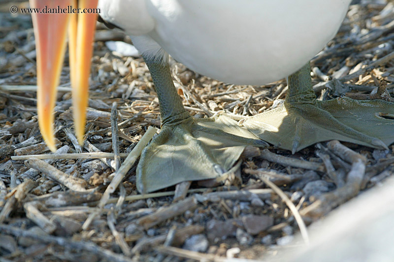 beak-n-feet.jpg