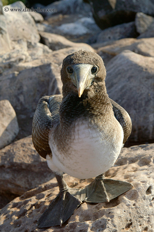 juvenile-nazca-booby-03.jpg