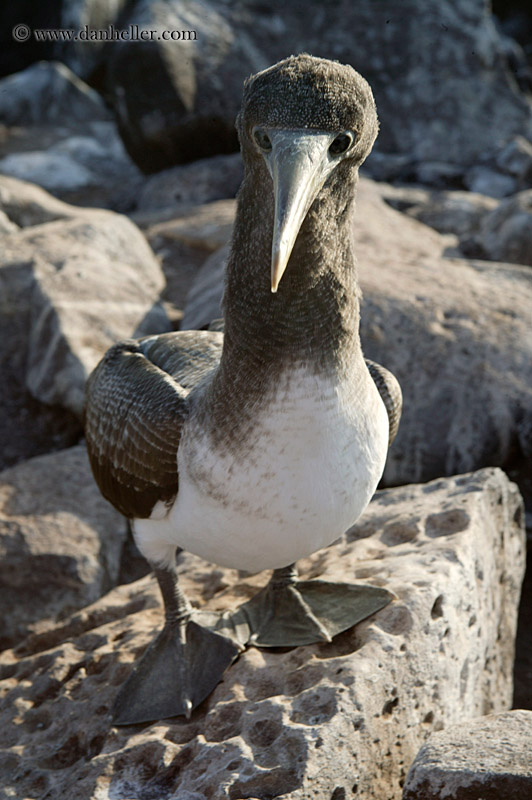 juvenile-nazca-booby-05.jpg