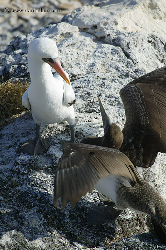 juvenile-nazca-booby-06.jpg