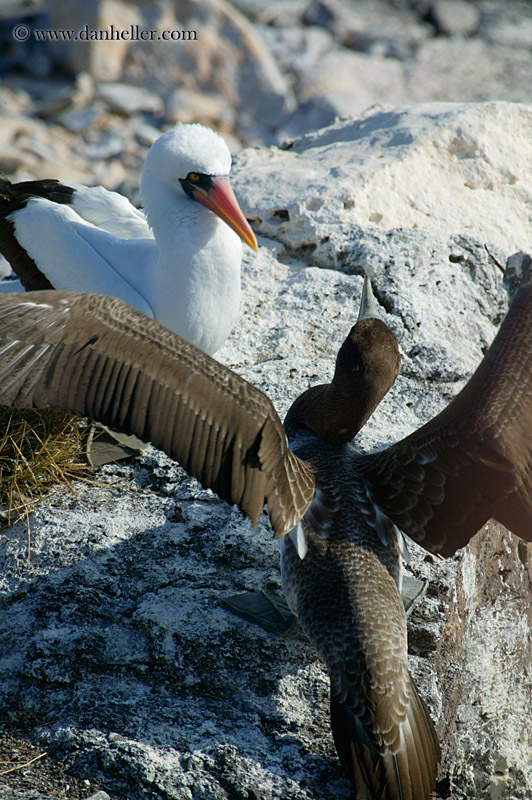 juvenile-nazca-booby-07.jpg