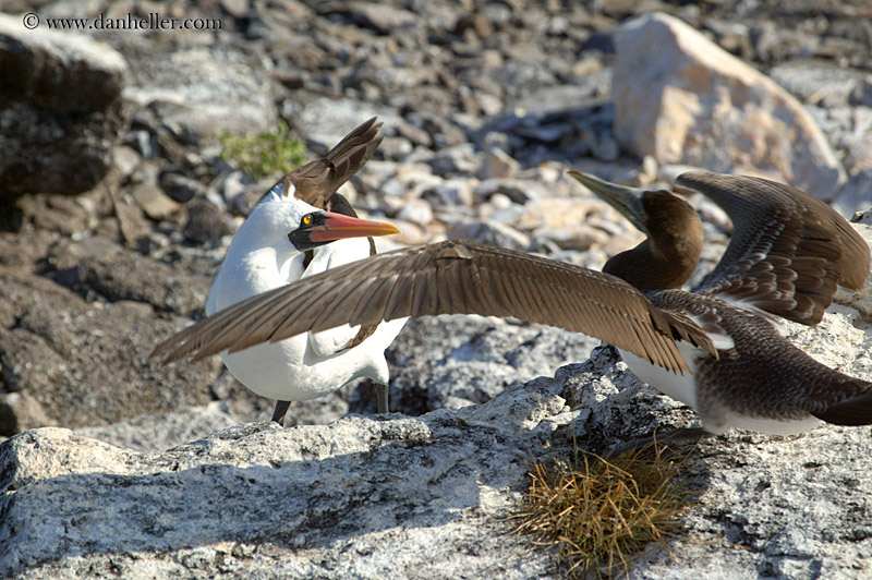 juvenile-nazca-booby-08.jpg