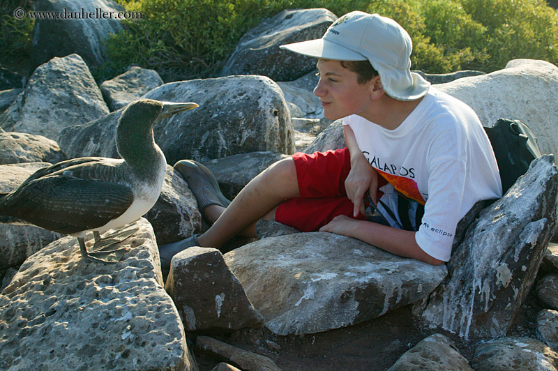 juvenile-nazca-booby-09.jpg