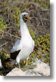 images/LatinAmerica/Ecuador/GalapagosIslands/Birds/NazcaBooby/masked-boobie-06.jpg