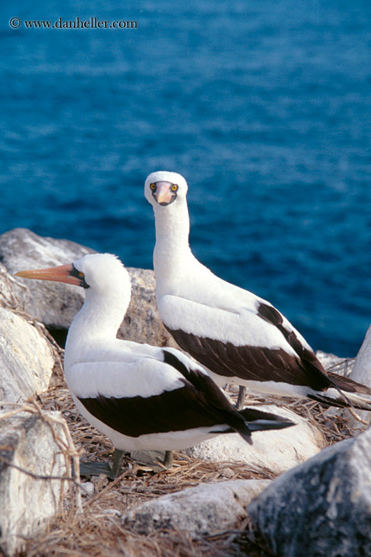 masked-booby-a.jpg