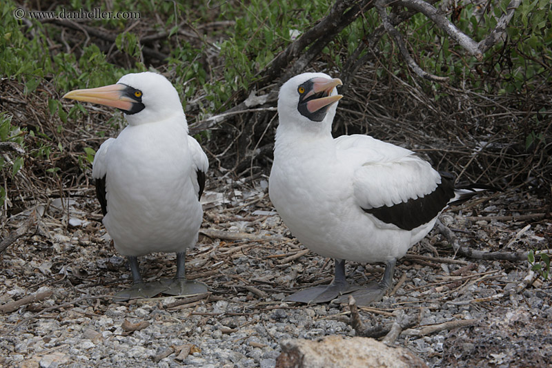 nazca-boobies-01.jpg