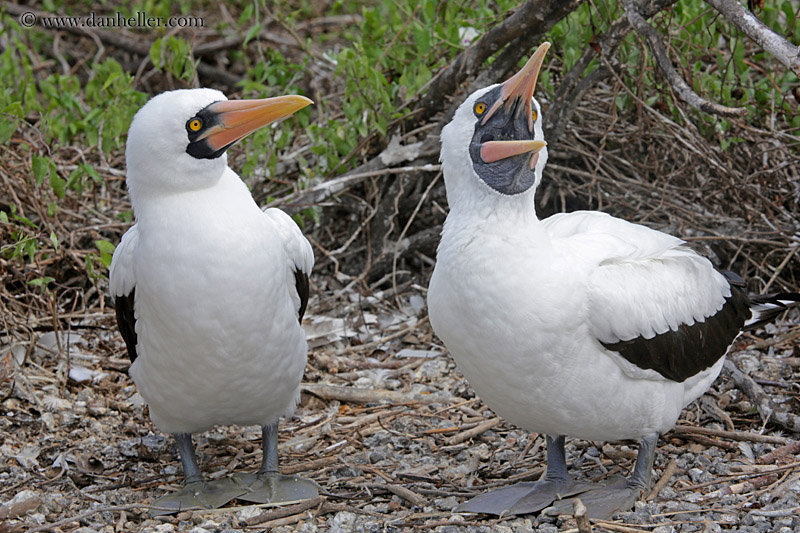 nazca-boobies-02.jpg