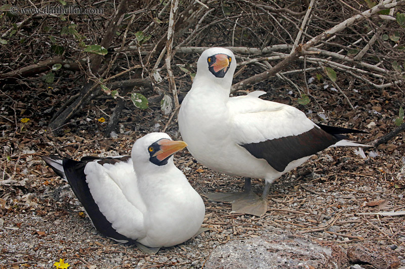 nazca-boobies-03.jpg