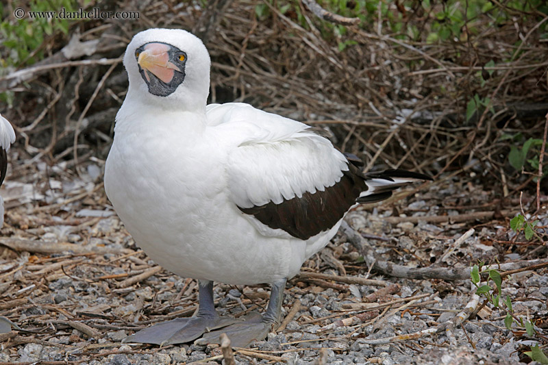 nazca-boobies-04.jpg