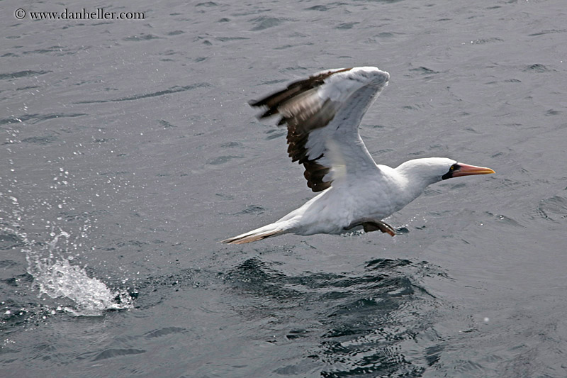 nazca-booby-in-water-02.jpg