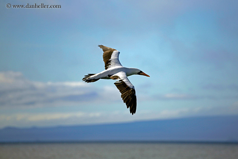 nazca-booby-w-broken-wing.jpg