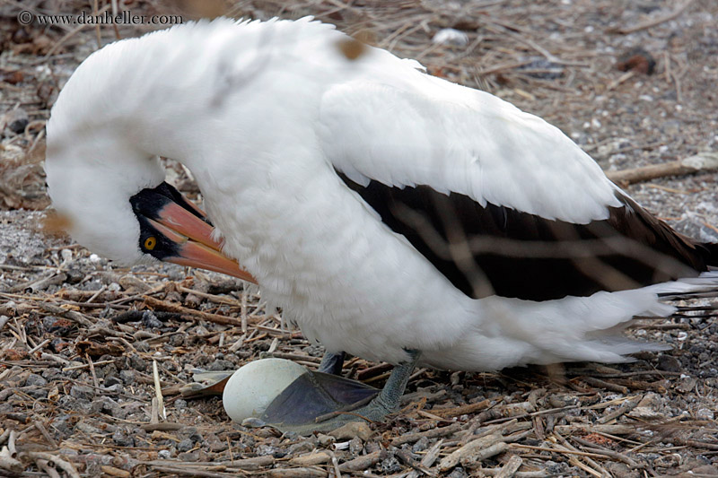 nazca-booby-w-egg.jpg