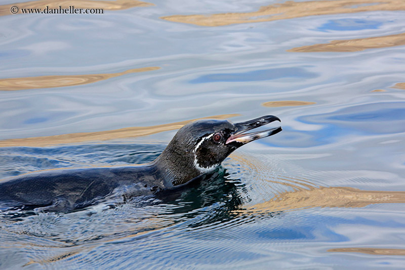 galapagos-penguins-03.jpg