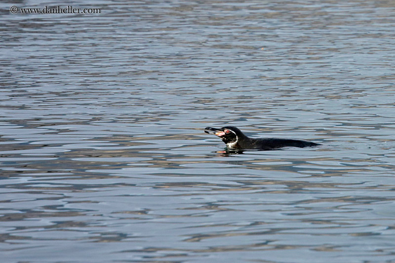 galapagos-penguins-04.jpg