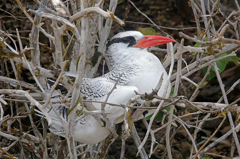 red-billed-tropicbird-04.jpg