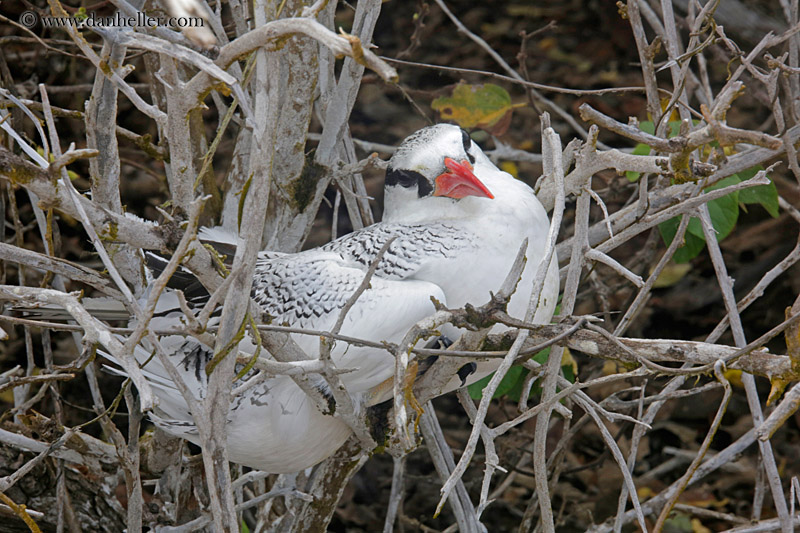 red-billed-tropicbird-06.jpg