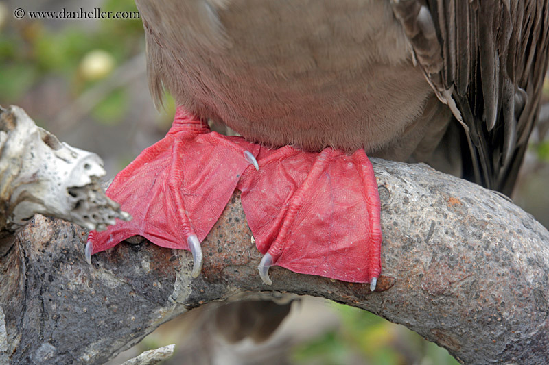 red-footed-boobies-feet-01.jpg