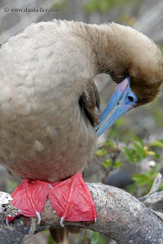 red-footed-boobies-feet-02.jpg