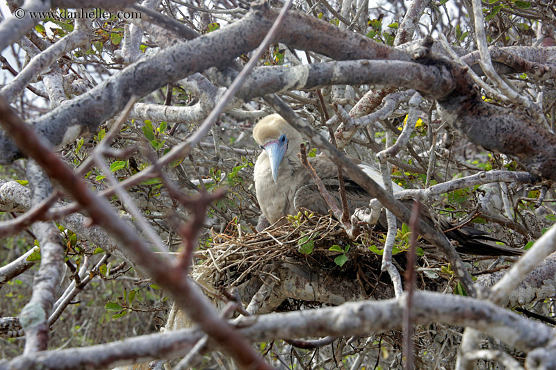 red-footed-boobies-in-tree-04.jpg