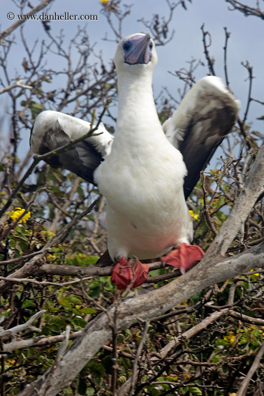 red-footed-boobies-in-tree-08.jpg