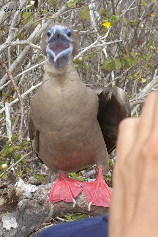 red-footed-boobies-in-tree-10.jpg