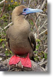 images/LatinAmerica/Ecuador/GalapagosIslands/Birds/Red-footedBooby/red-footed-boobies-in-tree-11.jpg