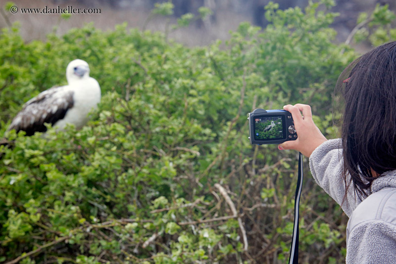 red-footed-boobies-in-tree-19.jpg