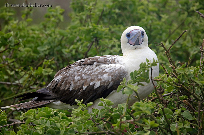 red-footed-boobies-in-tree-22.jpg