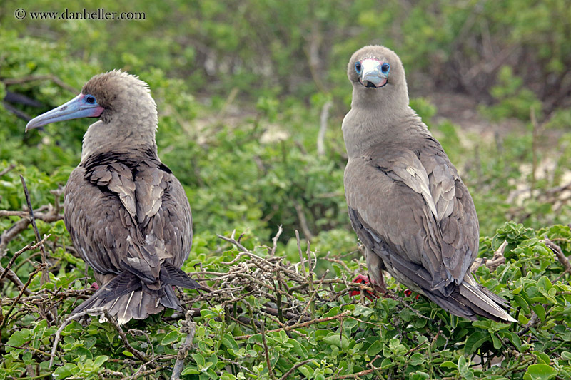 red-footed-boobies-in-tree-24.jpg