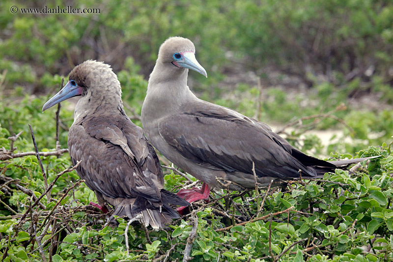 red-footed-boobies-in-tree-25.jpg