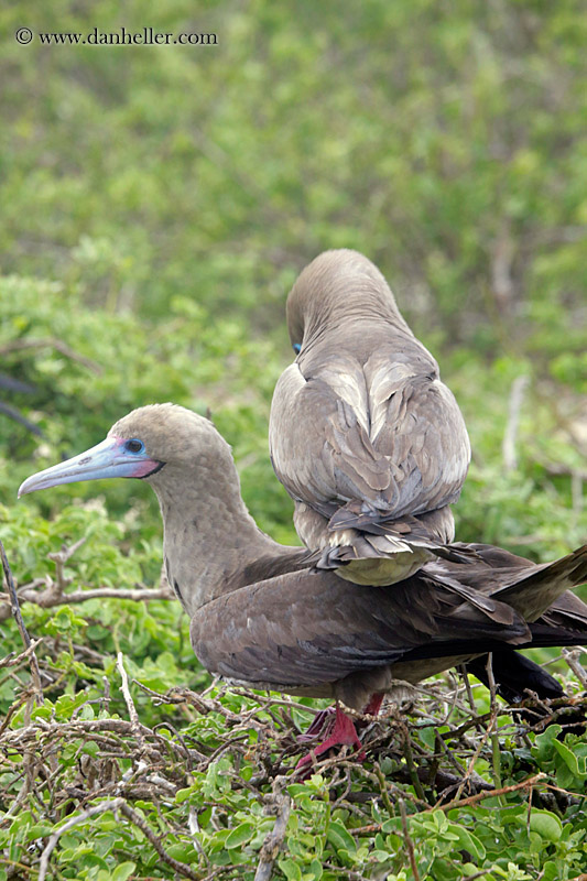 red-footed-boobies-in-tree-29.jpg