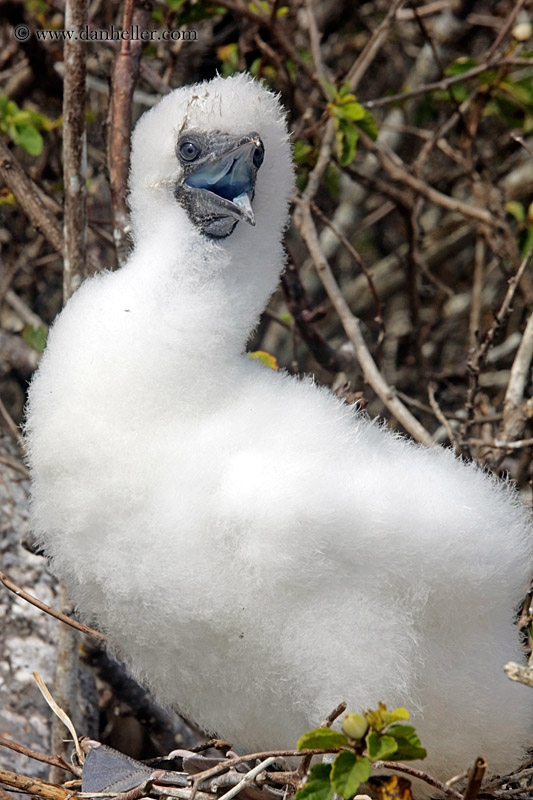 red-footed-boobies-juvenile-04.jpg