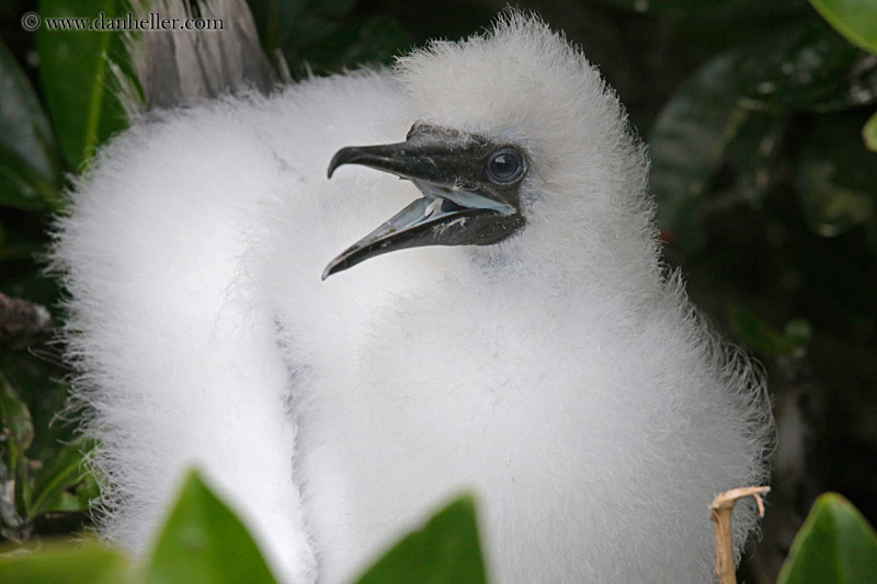 red-footed-boobies-juvenile-05.jpg