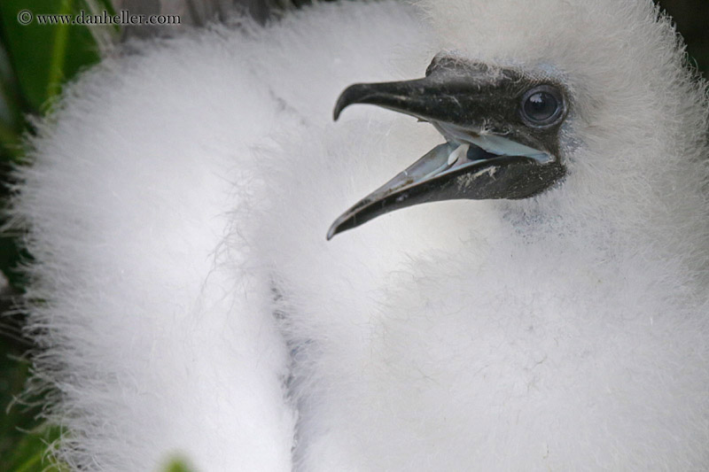 red-footed-boobies-juvenile-06.jpg