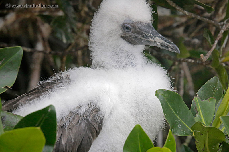 red-footed-boobies-juvenile-08.jpg