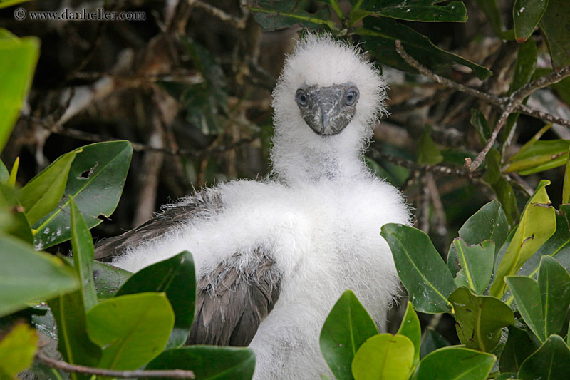 red-footed-boobies-juvenile-09.jpg