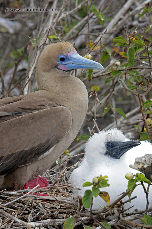 red-footed-boobies-w-baby-04.jpg