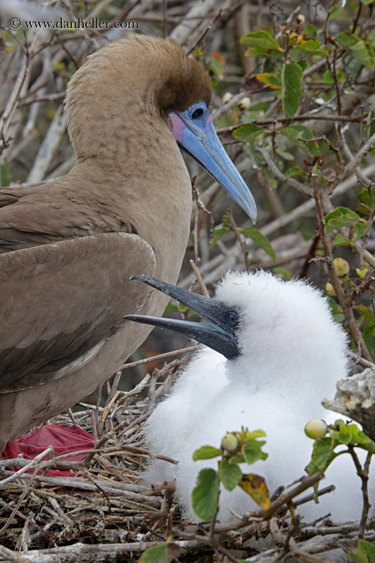 red-footed-boobies-w-baby-06.jpg