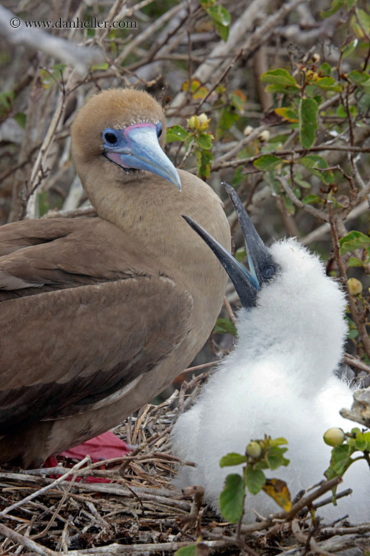 red-footed-boobies-w-baby-08.jpg