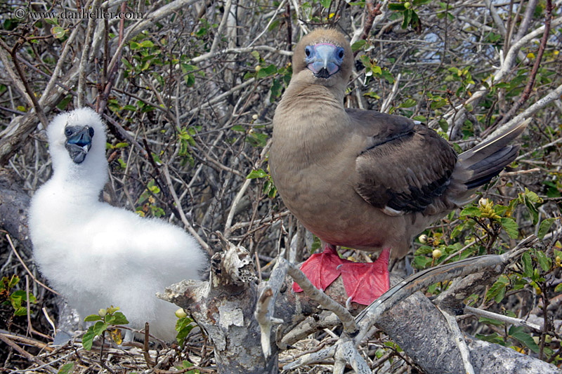 red-footed-boobies-w-baby-15.jpg