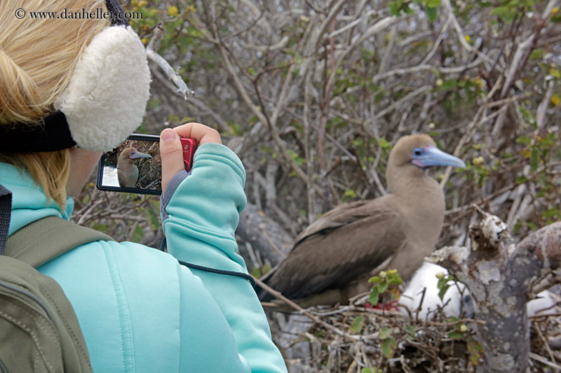 red-footed-boobies-w-girl-n-camera-02.jpg